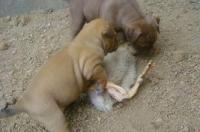 格力犬最喜欢的食物是什么？ 灵缇犬吃什么食物