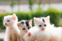 新手适合养金渐层吗？ 养猫新手适合养什么猫