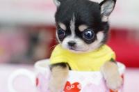 茶杯犬的悲惨由来 为什么说茶杯犬可怜