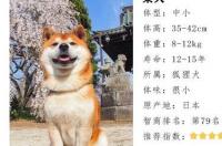 秋田的详细资料？ 秋田犬性格特点和缺点