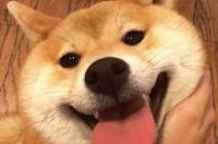 柴犬和秋田犬的智商排名？ 柴犬和秋田的智商