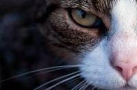 猫有九命什么意思？ 猫有九条命是什么意思