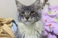 缅因猫颜色价位排序？ 缅因猫一只多少钱