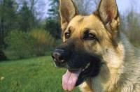 小型牧羊犬品种？ 牧羊犬分几个品种