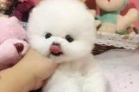 俊介犬聪明吗 非常聪明而且活泼的狗 俊介犬特点