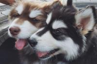 阿拉斯加好样不？当土狗养能活不？ 阿拉斯加犬优缺点