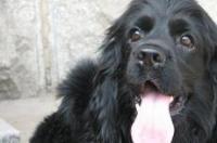 请指教可卡犬的优缺点？ 美国可卡犬缺点