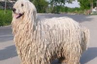 可蒙犬是什么品种？ 可蒙犬的毛是编的吗