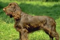 世界上最完整的名犬？ 外国猎犬