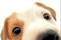 法斗鼻子干是什么原因 是犬瘟吗 狗鼻子干了代表什么