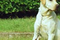 我有一只导盲犬去哪买？ 一只导盲犬多少钱