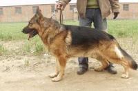 德国牧羊犬有什么性格特征？ 德国牧羊犬的品种特点