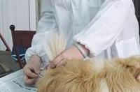 狗正常体温是多少？ 狗发烧怎么判断