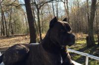 看家狗与护卫犬有什么区别? 守卫犬和护卫犬区别