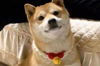 秋田犬和柴犬哪个脾气大？ 柴犬和秋田犬哪个性格好