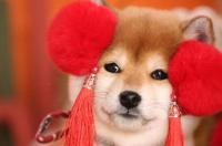 腊肠犬智商排名？ 腊肠犬智商相当于几岁