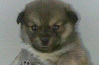 蝴蝶犬多大来大姨妈？ 蝴蝶犬幼犬 一个月