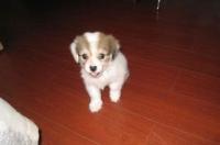 蝴蝶犬小时候耳朵是扒的吗？ 蝴蝶犬幼犬怎么辨别