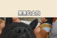 成年五黑犬长大后有多少斤？ 五黑犬价格