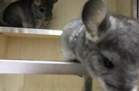 龙猫的价格是多少？武汉的？ 龙猫的价格大全