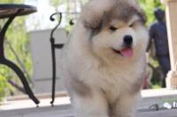 阿拉斯加犬有几种大小？ 阿拉斯加雪橇犬可以长多大