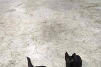 这只是孟买猫还是普通的黑猫，有大神可以帮忙看看吗？ 如何看小黑猫是不是孟买猫