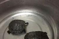巴西龟干养一晚能死吗？ 巴西龟干养一晚能死吗