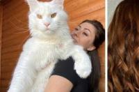 世界最重橘猫？ 俄罗斯缅因猫多少钱一只