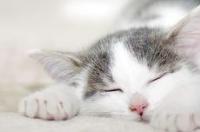 40天的猫养得活不？ 猫能活多少年