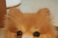 一般博美犬可以活几年？ 博美犬最长寿命