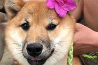 无锡中华田园犬哪里买的到？ 无锡哪有正规狗场