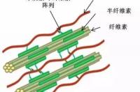 木质纤维素和纤维素的区别 木质素结构式