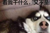 我想养只狗狗，但是经济条件不是太好，养什么比较合适？ 大量养狗喂什么成本低