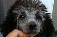 感染犬瘟多久发病 狗瘟可以提前预防吗 狗瘟潜伏期