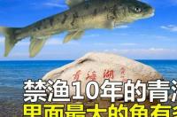 世上最大的鱼是什么 最大的鱼
