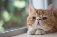 减肥的猫咪一天吃多少合适？ 怎么帮猫咪减肥