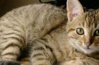 加州闪亮猫怎么训练 加州闪亮猫训练方法 加州闪亮猫怎么买
