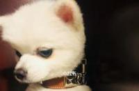 俊介是来自于日本叶千市超高人气的网红萌犬，萌犬俊介是什么品种？ 俊介聪明吗
