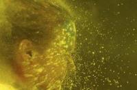 2015年属羊的5月份生是什么星座？ 2015年5月23日是什么星座