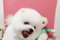 广州俊介犬多少钱一只？ 最便宜的俊介犬多少钱一只
