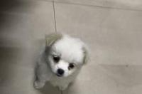 俊介犬体味重吗？ 俊介是小型犬吗