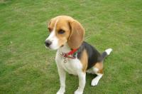 比格犬属于小型犬还是中型犬？ 比格犬介绍