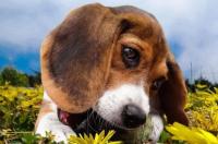 比格犬优缺点 比格犬性格的优缺点全面分析 比格犬好养吗有什么优点缺点