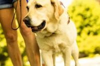 福建老人被恶犬咬伤身亡，肇事犬仍然在酒楼养着，为何不对其采取强制措施？ 我国导盲犬伤人事件