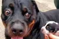 罗威纳犬和黑黄色土狗有什么区别？ 罗威纳颜色哪种才算好看