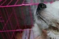 犬瘟的传播方式？ 犬瘟是因为什么引起的