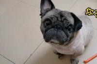 巴哥哪国的？ 狗狗巴哥犬