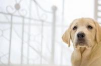 拉布拉多幼犬吃什么最好？ 拉布拉多幼犬喂养