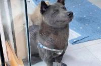 魏玛犬是不是护卫犬？ 魏玛猎犬为什么要断尾