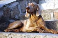 魏玛犬一窝能生几个？ 魏玛猎犬适合家养吗